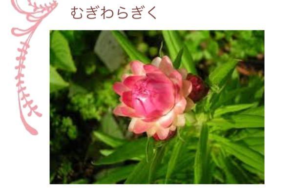 花言葉から花を探したいです 私を許さないで という意味の花言葉を Yahoo 知恵袋