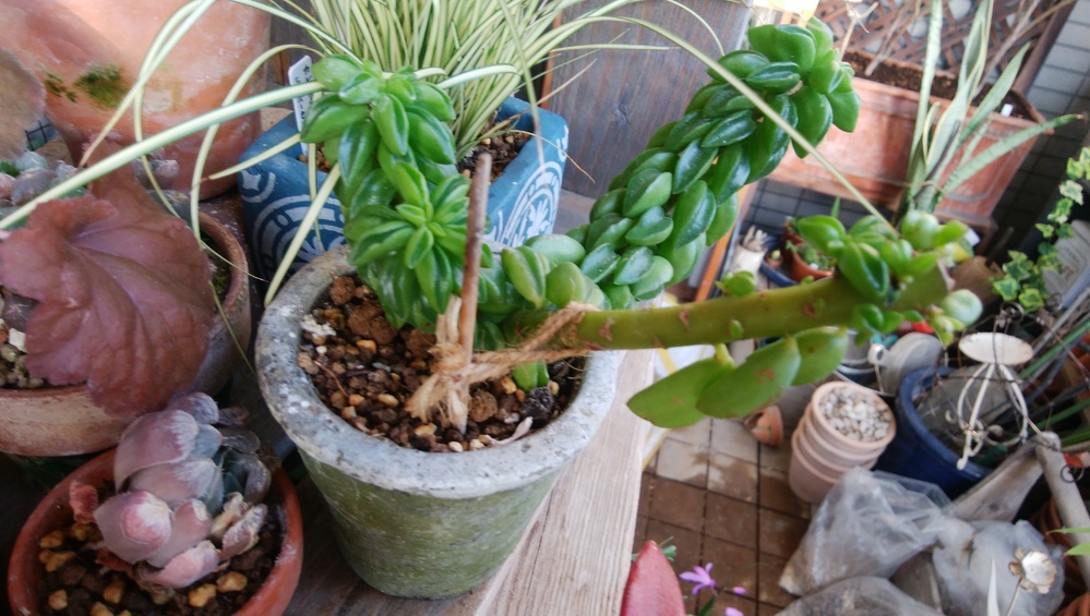 多肉植物の星美人を買いましたもとからこの高さだったのでそういう子
