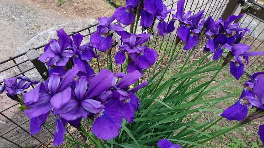 西日が強くても植えられる植物を探しています うちの家には西側に幅70センチほ Yahoo 知恵袋