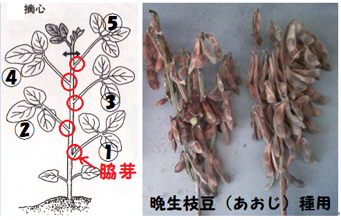 枝豆を栽培する時に育て方に 一ヶ所2株で栽培する とよく記載さ Yahoo 知恵袋