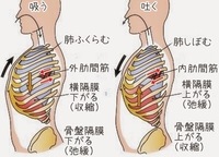 新生児や乳児は肋骨が水平です なぜ水平だと 肺が広がりにくいのか教えて Yahoo 知恵袋