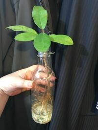 ガジュマルの挿し木について質問です 観葉植物の挿し木は若い幹 Yahoo 知恵袋