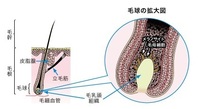 傷んだ髪は元に戻せますか 戻らない場合 生え変わるのを待つしかないですか Yahoo 知恵袋