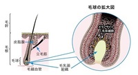 傷んだ髪は元に戻せますか 戻らない場合 生え変わるのを待つしかないですか Yahoo 知恵袋