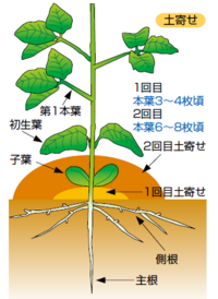 枝豆の苗をつくりました 現在双葉の上に次の葉が出ています 植え付けようと思う Yahoo 知恵袋