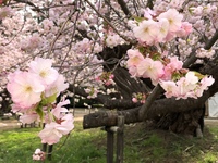 これは何という春の花ですか 北海道の北のほうの町で現在咲いているお花 Yahoo 知恵袋