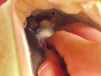 フクロモモンガ メス を飼っています 飼い始めて1年経っていますが 全く懐 Yahoo 知恵袋