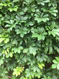 ネコと観葉植物 カポック シマトネリコを部屋に置きた Yahoo 知恵袋