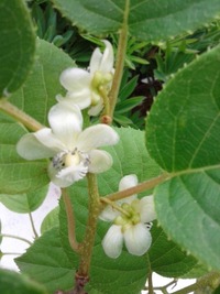 自宅でサルナシの花が咲きました これは雌花でしょうか 両性花で Yahoo 知恵袋