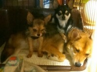 犬多頭飼い犬同士喧嘩吠えるしつけについて先住犬 チワワ 1歳2ヶ月メス Yahoo 知恵袋