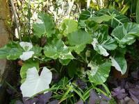 アから5文字で始まる観葉植物で育てやすいものってなんでしたっけ 明るい緑 Yahoo 知恵袋