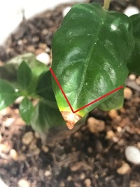 観葉植物の葉が枯れてきた時 どうしていますか その葉だけ Yahoo 知恵袋