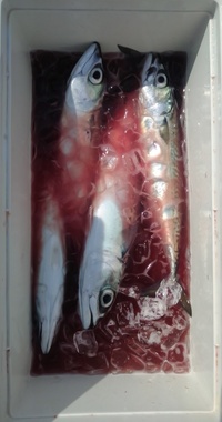 釣り初心者です 今度本牧海釣り施設でイシモチを狙ってみようと思 Yahoo 知恵袋