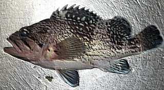 ソイというお魚の刺身を買ったのですが これってどんな魚なのですか Yahoo 知恵袋