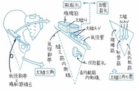 腰神経叢の枝で筋裂孔を通るのはどれか １つ選んでください はき第2 Yahoo 知恵袋