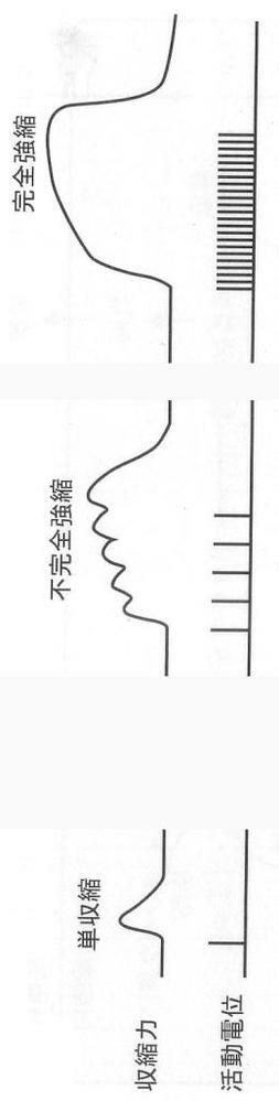 生物aの反対がcですか 単収縮の対義語が完全収縮 単収縮 は活動 Yahoo 知恵袋