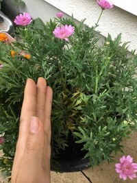 マーガレットの花です 外観は葉っぱが青々しているのですが 葉をかき分け Yahoo 知恵袋