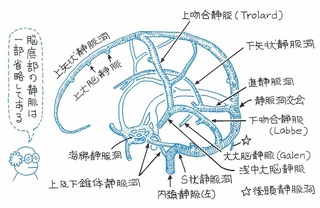 硬膜静脈洞について 図の に当てはまる名称を教えてください Yahoo 知恵袋