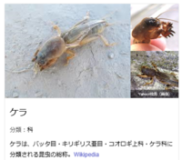 畑に土の中を何かが通ったような跡があります 土の盛り上がったと Yahoo 知恵袋