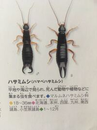 この写真の虫はなんですか 駐輪場にいました ハサミムシです 無毒ですが Yahoo 知恵袋