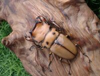 アルキデスヒラタクワガタ短歯とカステルナウディツヤクワガタ短歯はどちらも挟 Yahoo 知恵袋