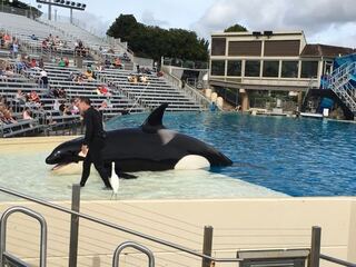 水族館のイルカについてです よく水族館のイルカはかわいそうだとか ショ Yahoo 知恵袋