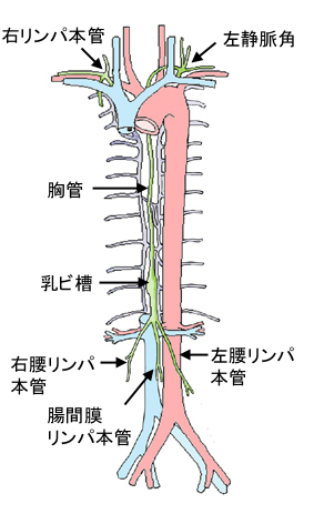 胸管について誤っている記述はどれか １つ選んでください 第1 Yahoo 知恵袋