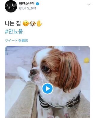 ホソクとグクの動画のツイートにうつってた犬はホソクの実家の犬ですか Yahoo 知恵袋