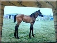 競走馬の毛色芦毛 栗毛などはまあいいとして鹿毛 黒鹿毛 青鹿毛 Yahoo 知恵袋