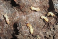 剪定ゴミに大量の白いアリみたいな虫が発生しました シロアリでしょう Yahoo 知恵袋