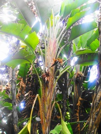 オーガスタって大きくなり過ぎたら切り戻し出来ないですか 何年も立 Yahoo 知恵袋