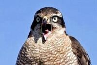 ことわざ あなた様の経験上 能ある鷹は爪を隠す と思いますか 私は Yahoo 知恵袋