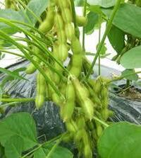 徒長してしまった枝豆について ベランダでプランター使用にて育てていますが か Yahoo 知恵袋