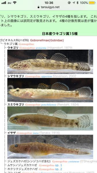 この魚って何ヨシノボリですか 後オスかメスか教えてください そして砂利で Yahoo 知恵袋