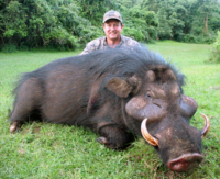 カッショクハイエナは強いですか 褐色ハイエナですか 猛獣 と言う定義 Yahoo 知恵袋