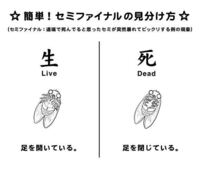 この季節 ベランダにいつも死にかけのセミが転がっています 死んでいるならともかく 教えて 住まいの先生 Yahoo 不動産