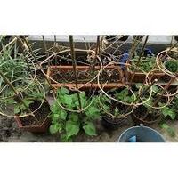 朝顔のつるで捕まれないつるはそのまま伸ばすんですか 切るんですか Yahoo 知恵袋