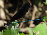 胴体 も羽も真っ黒なトンボらしきものをさっきみつけました Yahoo 知恵袋