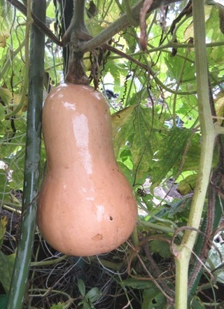 ピーナッツカボチャとバターナッツカボチャは同じ物なのでしょうか 我が家で Yahoo 知恵袋