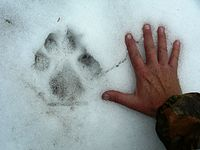 オオカミの指の数は何本ですか 犬と同じように前足 5本 Yahoo 知恵袋