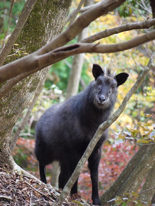 静岡の井川で真っ黒い鹿？のような動物を見ました。この動物は本当に鹿でしょうか？... - Yahoo!知恵袋