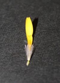 たんぽぽって 合弁花類なんですか 花弁くっついてるんですか Yahoo 知恵袋