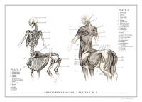 ケンタウロスの内臓って人と馬のどっちの胴体にあると思いますか 消化器系 Yahoo 知恵袋