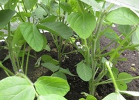 枝豆の摘心について ベランダで枝豆をプランターにて栽培している者です 種 Yahoo 知恵袋
