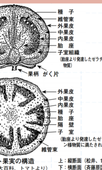 トマトの維管束はどこにありますか 自由研究で維管束調べをする時に ト Yahoo 知恵袋