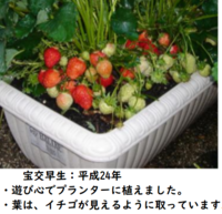イチゴの仮植えについて家庭菜園でイチゴの栽培をしています 現在は 畑に親株を植 Yahoo 知恵袋