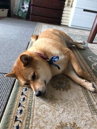 完了しました 犬 室内 放し飼い 時期 ただかわいい犬