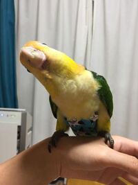 シロハラインコ ウロコインコ ゴシキセイガイインコのどの子を飼うか迷っています Yahoo 知恵袋