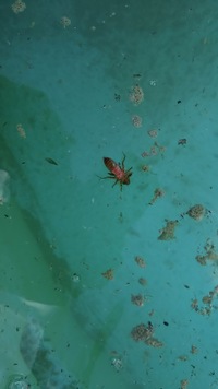 ギンヤンマのヤゴが今日で13日餌を食べていません 羽化はそろそろ Yahoo 知恵袋