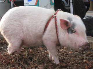 ミニ豚飼育について ミニ豚の入手から飼育用品の質問をします 1 子供 Yahoo 知恵袋